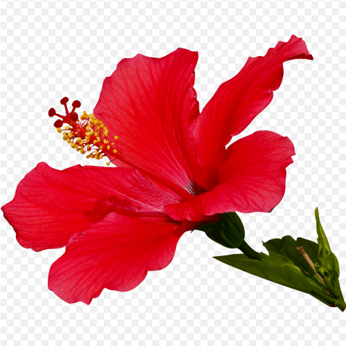 Red Hibiscus, Red Gumamela, Red Malvoideae