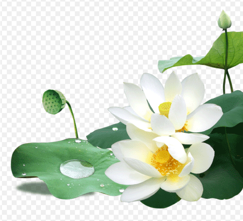 Lotus Image, Lotus png, Lotus Flower, Hoa sen, Phật giáo, Buddhism, Buddha, Nelumbo nucifera (5)