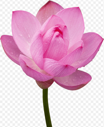 Lotus Image, Lotus png, Lotus Flower, Hoa sen, Phật giáo, Buddhism, Buddha, Nelumbo nucifera