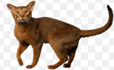 Abyssinian cat img, Mèo Abyssinian png, Meow, The Cat Pet, Pet, cat img, cat png, cute cat, whiskers