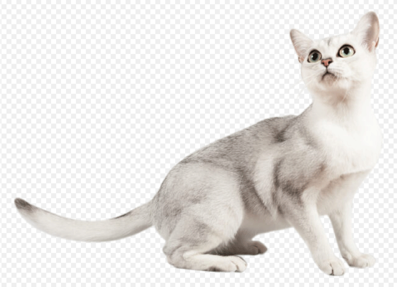 Burmilla cat, Burmilla - Cat Breeds - Daily Paws, Meow, The Cat Pet, Pet, cat img, cat png, cute cat, whiskers