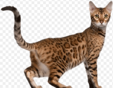 Slapping pet cat, Meow, The Cat Pet, Pet, cat img, cat png, cute cat, whiskers, leopard cat img