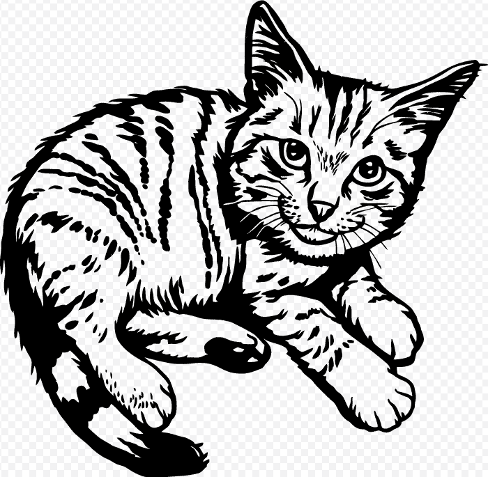Cat Illustration Images, Cat Illustration Png, Cat Images, Cat pngdrop free